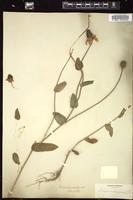 Thumbnail for <i>Rudbeckia amplexicaulis</i> <i></i> …