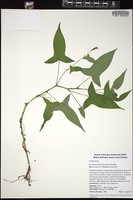 Thumbnail for <i>Persicaria arifolia</i> <i></i> …