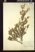 Thumbnail for <i>Juniperus virginiana</i> <i></i> …