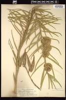 Thumbnail for <i>Acerates longifolia</i> <i></i> …