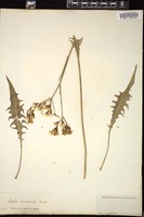 Thumbnail for <i>Crepis acuminata</i> <i></i> …
