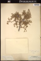 Thumbnail for <i>Juniperus monosperma</i> <i></i> …