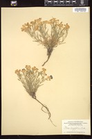Thumbnail for <i>Phlox longifolia</i> <i></i> …