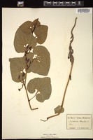 Thumbnail for <i>Aristolochia clematitis</i> <i></i> …