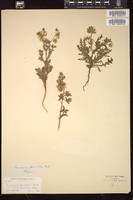 Thumbnail for <i>Emmenanthe penduliflora</i> <i></i> …