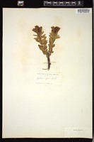 Thumbnail for <i>Gentiana affinis</i> <i></i> …