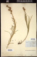 Thumbnail for <i>Liatris cylindracea</i> <i></i> …
