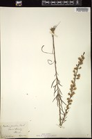 Thumbnail for <i>Liatris gracilis</i> <i></i> …