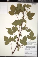 Thumbnail for <i>Rubus acridens</i> <i></i> …