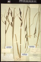 Thumbnail for <i>Carex acuta</i> <i></i> …
