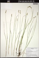 Thumbnail for <i>Carex interior</i> <i></i> …