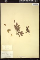 Thumbnail for <i>Bumelia lycioides</i> <i></i> …