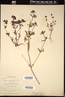 Thumbnail for <i>Collinsia grandiflora</i> <i></i> …