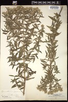 Thumbnail for <i>Pycnanthemum pilosum</i> <i></i> …