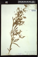 Thumbnail for <i>Lysimachia lanceolata</i> <i></i> …