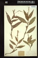 Thumbnail for <i>Persicaria punctata</i> <i></i> …