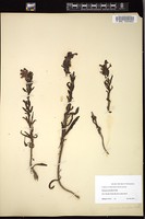 Thumbnail for <i>Pedicularis ctenophora</i> <i></i> …