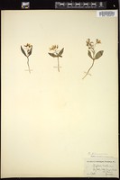 Thumbnail for <i>Claytonia caroliniana</i> <i></i> …