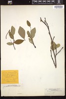 Thumbnail for <i>Dirca palustris</i> <i></i> …