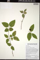 Thumbnail for <i>Lonicera canadensis</i> <i></i> …