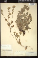 Thumbnail for <i>Phacelia divaricata</i> <i></i> …