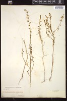 Thumbnail for <i>Streptanthus polygaloides</i> <i></i> …