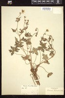 Thumbnail for <i>Geranium richardsonii</i> <i></i> …