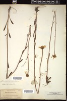 Thumbnail for <i>Balduina uniflora</i> <i></i> …