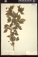 Thumbnail for <i>Staphylea trifolia</i> <i></i> …