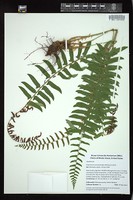 Thumbnail for <i>Polystichum acrostichoides</i> <i></i> …