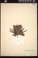 Thumbnail for <i>Cyrilla racemiflora</i> <i></i> …