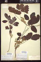 Thumbnail for <i>Rhus toxicodendron</i> <i></i> …