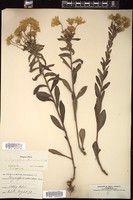 Thumbnail for <i>Chrysopsis mariana</i> <i></i> …