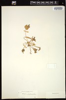 Thumbnail for <i>Claytonia perfoliata</i> <i></i> …