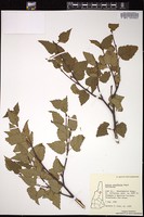 Thumbnail for <i>Betula cordifolia</i> <i></i> …