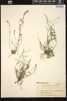 Thumbnail for <i>Arabidopsis lyrata</i> <i></i> …