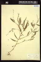 Thumbnail for <i>Persicaria punctata</i> <i></i> …