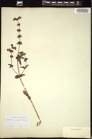 Thumbnail for <i>Collinsia bicolor</i> <i></i> …