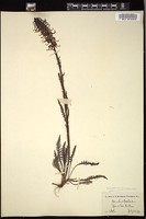 Thumbnail for <i>Pedicularis groenlandica</i> <i></i> …