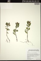 Thumbnail for <i>Arctostaphylos uva-ursi</i> <i></i> …