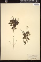Thumbnail for <i>Lepidium integrifolium</i> <i></i> …