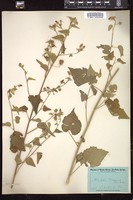 Thumbnail for <i>Abutilon texense</i> <i></i> …