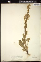 Thumbnail for <i>Solidago uliginosa</i> <i></i> …