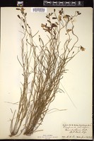 Thumbnail for <i>Campanula rotundifolia</i> <i></i> …