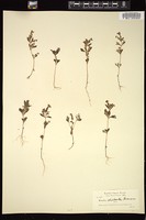 Thumbnail for <i>Mimulus clivicola</i> <i></i> …