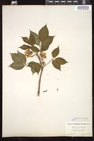 Thumbnail for <i>Staphylea trifolia</i> <i></i> …