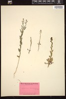 Thumbnail for <i>Lepidium lasiocarpum</i> <i></i> …