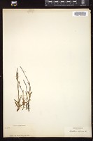 Thumbnail for <i>Epilobium alpinum</i> <i></i> …