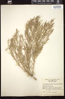 Thumbnail for <i>Allenrolfea occidentalis</i> <i></i> …