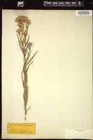 Thumbnail for <i>Euthamia graminifolia</i> <i></i> …